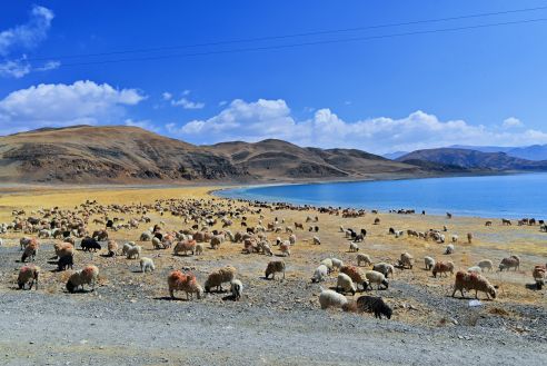 圣景7天6晚,拉薩、林芝、魯朗、羊湖